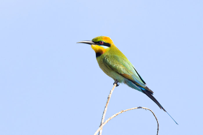 Australia, colourful bird perched on branch against blue sky, wildlife photography – Sean Scott Photography