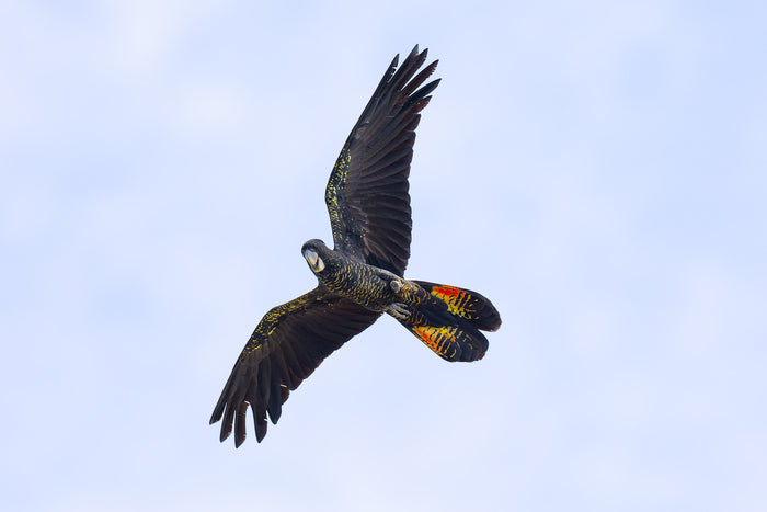 Australia, black cockatoo soaring through sky with wings spread, wildlife photography – Sean Scott Photography
