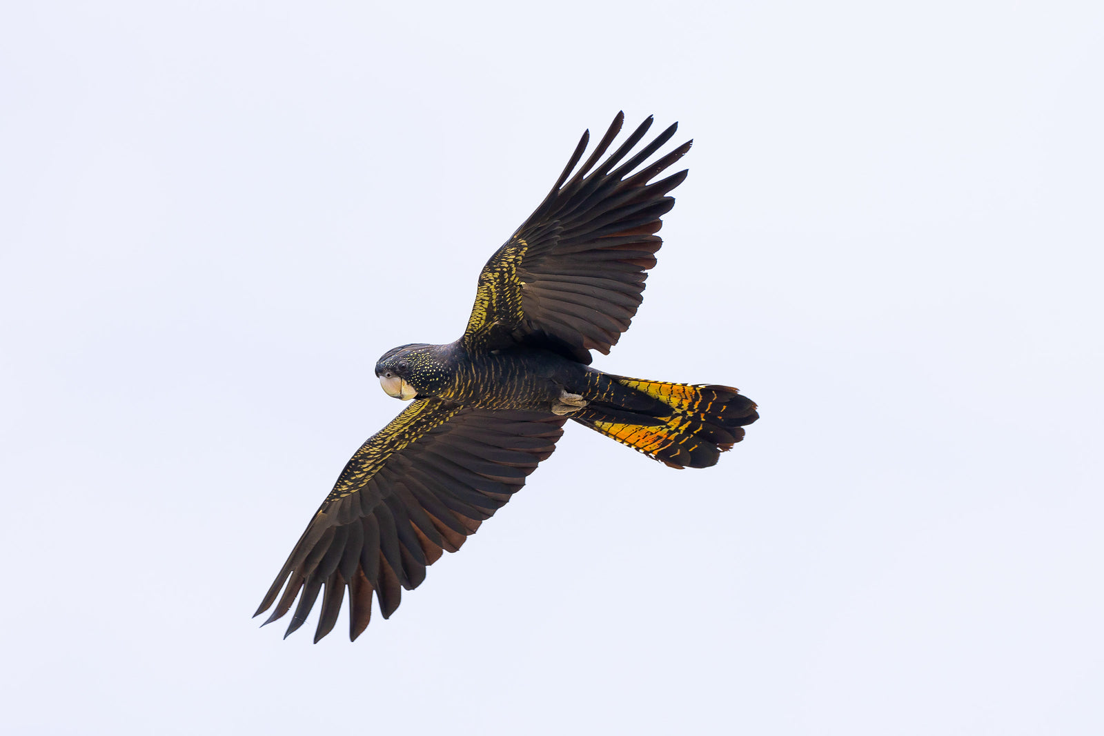 3459-Black-Cockatoo