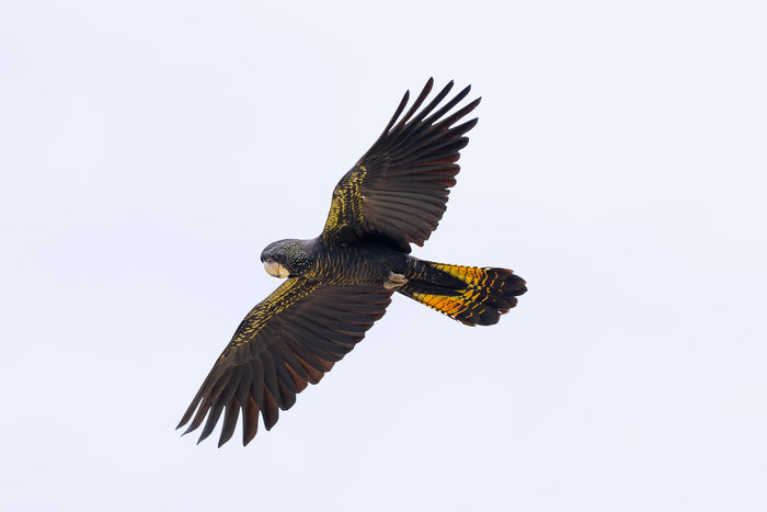 Australia, black cockatoo gliding through sky in flight, wildlife photography – Sean Scott Photography