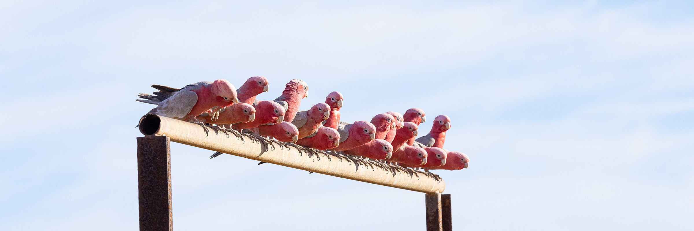 Galah cockatoos perched on fence post Australian bird wildlife photography by Sean Scott