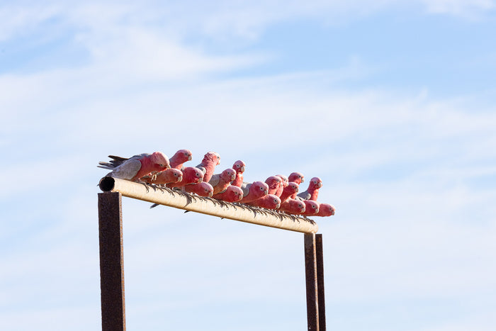 Australia, galahs perched along wooden beam against sky, wildlife photography – Sean Scott Photography