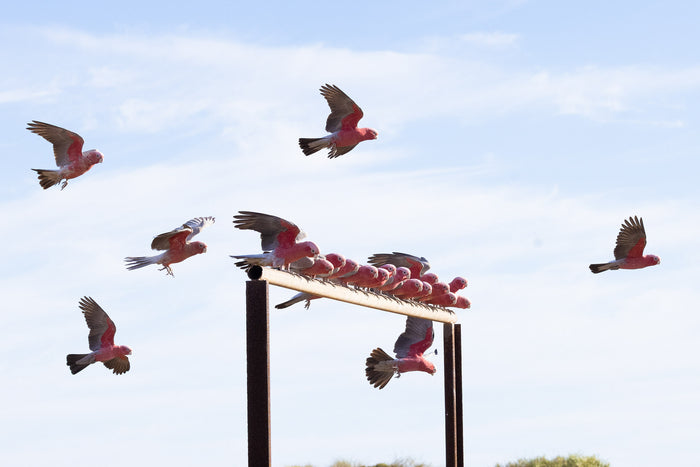 Australia, flock of galahs flying across open sky, wildlife photography – Sean Scott Photography