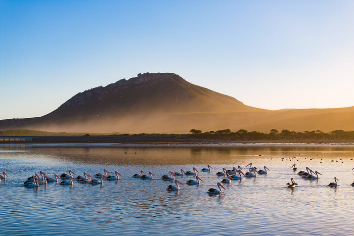 Australian coastline, calm ocean and distant island landscape, pelicans, seascape photography – Sean Scott Photography
