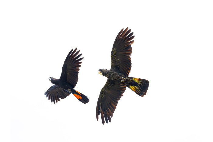Australia, black cockatoos flying together against pale sky, wildlife photography – Sean Scott Photography