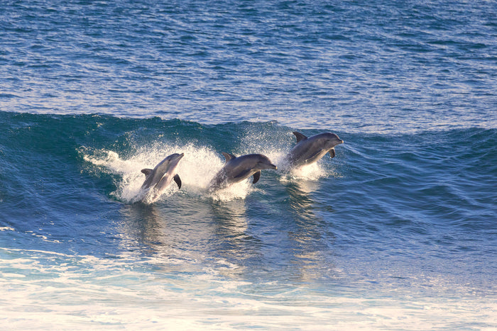 Australia, dolphins swimming through ocean waves, aerial photography – Sean Scott Photography