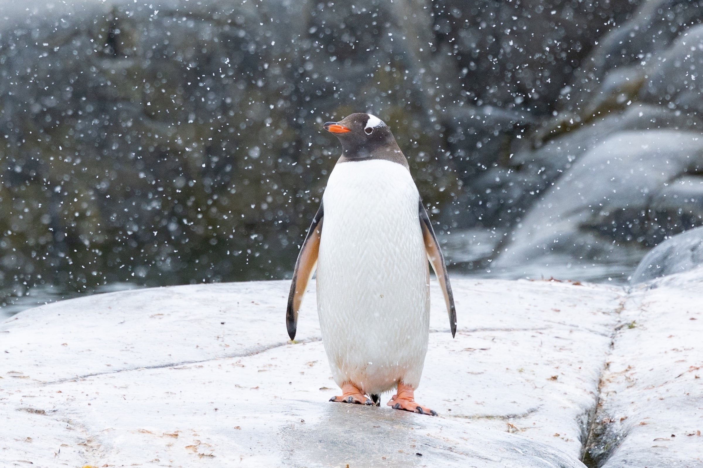 Antarctica, snow-covered shoreline with lone penguin  and icy blue water, fine art photography – Sean Scott Photography