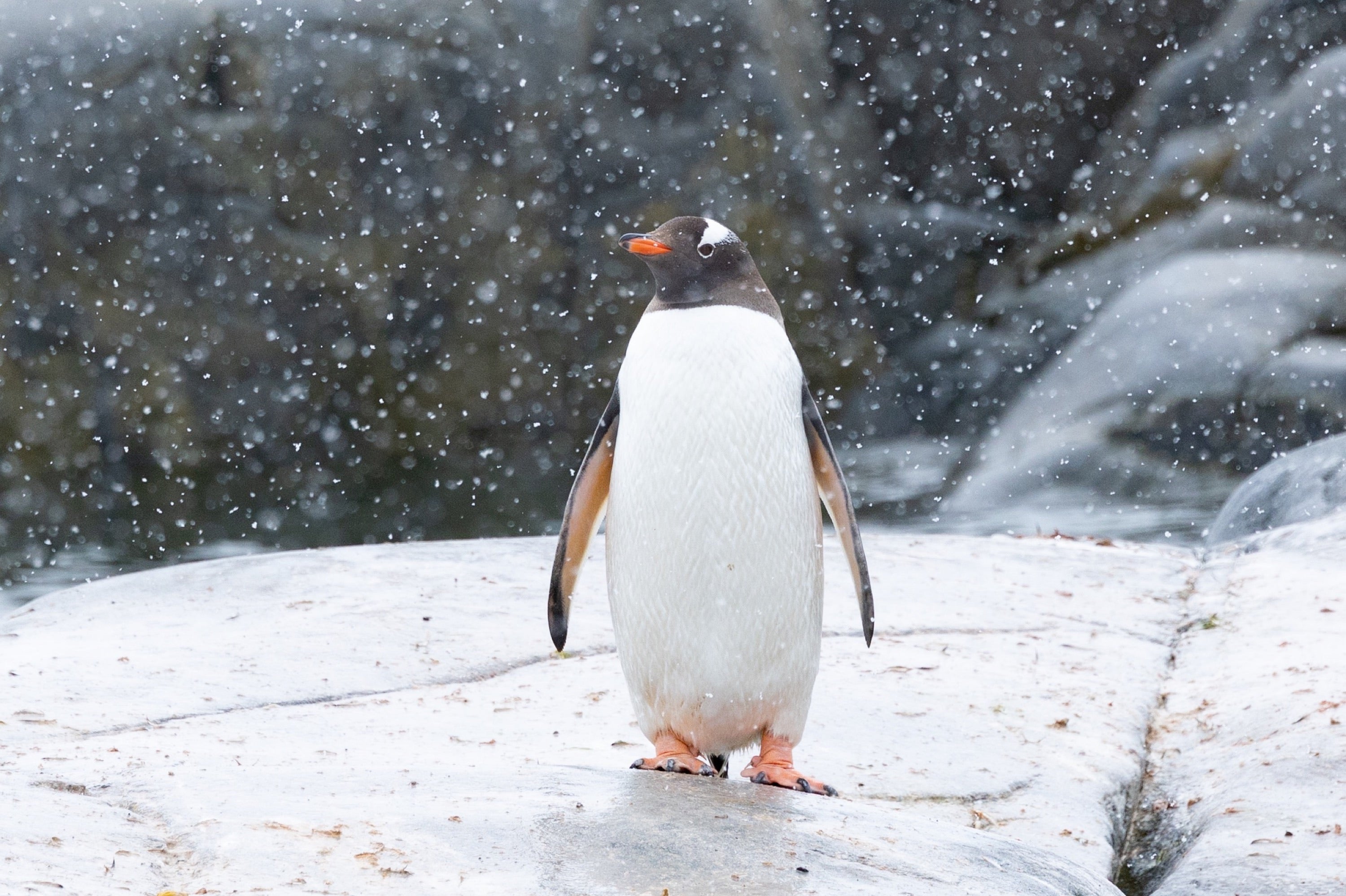 Antarctica, snow-covered shoreline with lone penguin  and icy blue water, fine art photography – Sean Scott Photography