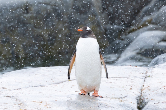 Antarctica, snow-covered shoreline with lone penguin  and icy blue water, fine art photography – Sean Scott Photography