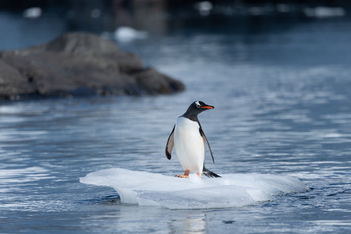 Antarctica, ocean texture with penguin on ice formations and deep blue water detail, fine art photography – Sean Scott Photography