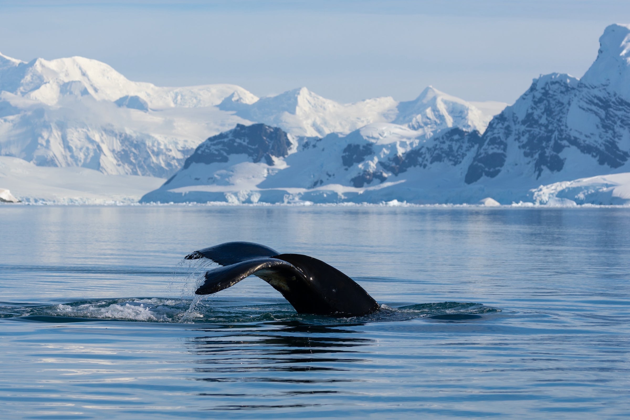 Antarctica, humpback whale tail diving in icy ocean with mountain backdrop, fine art photography – Sean Scott Photography