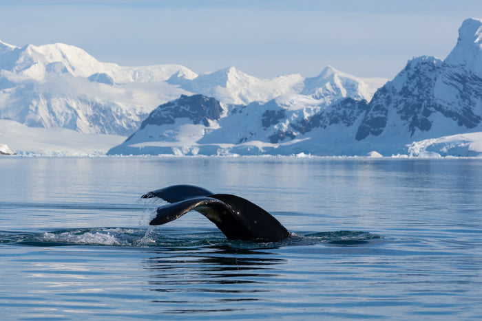 Antarctica, humpback whale tail diving in icy ocean with mountain backdrop, fine art photography – Sean Scott Photography