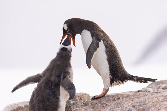 Antarctica, penguin feeding it's chick, fine art photography – Sean Scott Photography