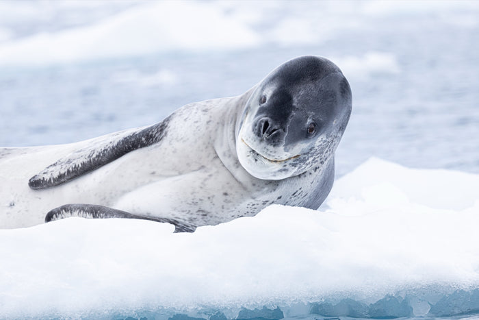 Antarctica, leopard seal on iceberg floating in calm ocean with pastel tones, fine art photography – Sean Scott Photography