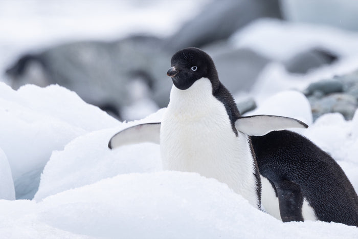 Antarctica, penguin on iceberg, fine art photography – Sean Scott Photography