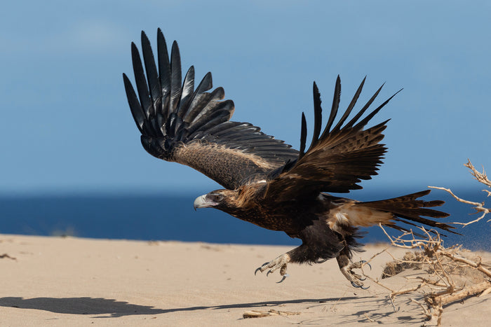 Wedge-tailed eagle launching into flight from a sand dune at Quobba on Western Australia's Coral Coast, wings fully spread and talons extended, photographed by Sean Scott