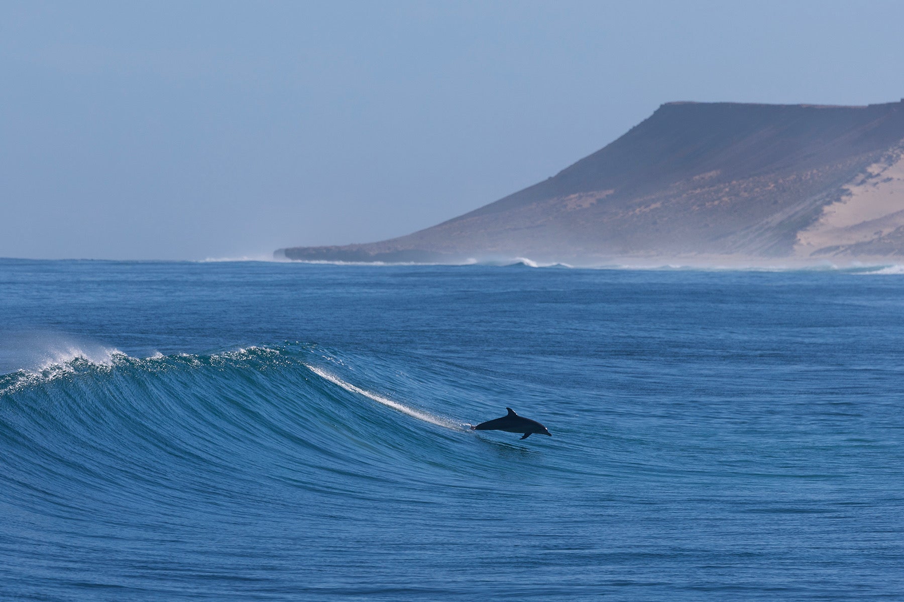 A dolphin surfing the face of a breaking wave at Quobba on Western Australia's Coral Coast, with the Quobba headland visible in the background, photographed by Sean Scott