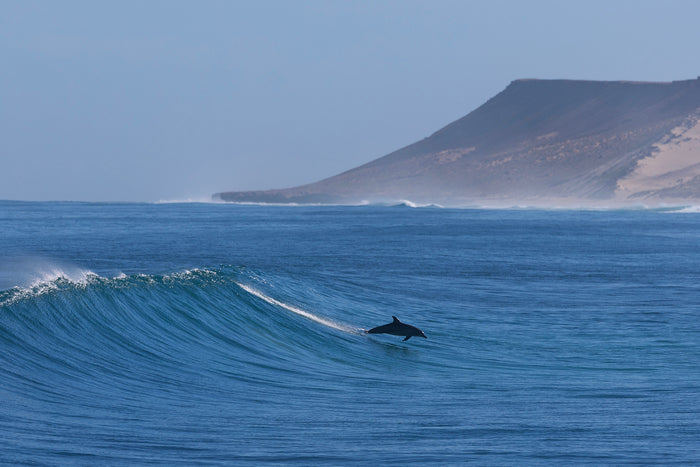 A dolphin surfing the face of a breaking wave at Quobba on Western Australia's Coral Coast, with the Quobba headland visible in the background, photographed by Sean Scott