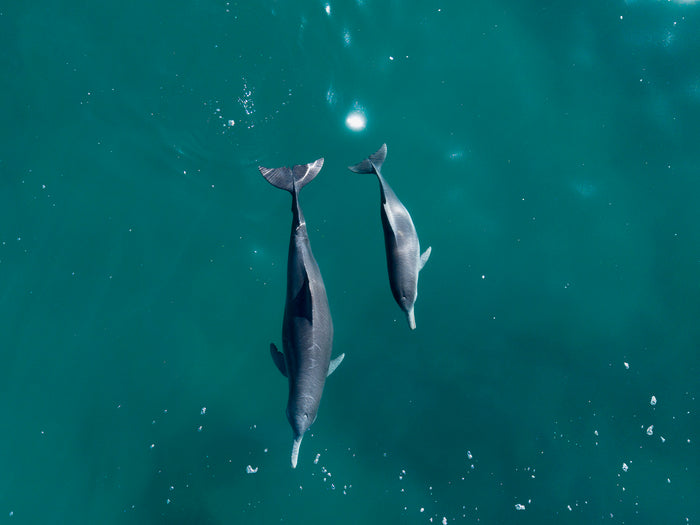 Aerial drone photograph of two dolphins swimming through deep teal water at Quobba on Western Australia's Coral Coast, with sunlight refracting through the surface, photographed by Sean Scott