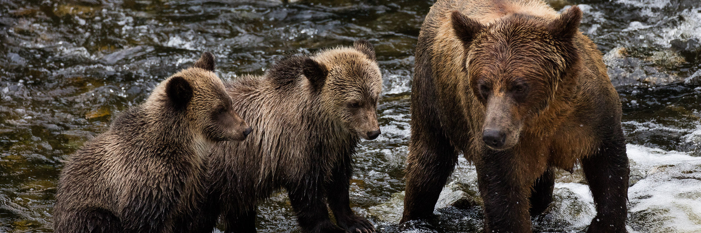 Brown bears standing in a river in Canada, North America
