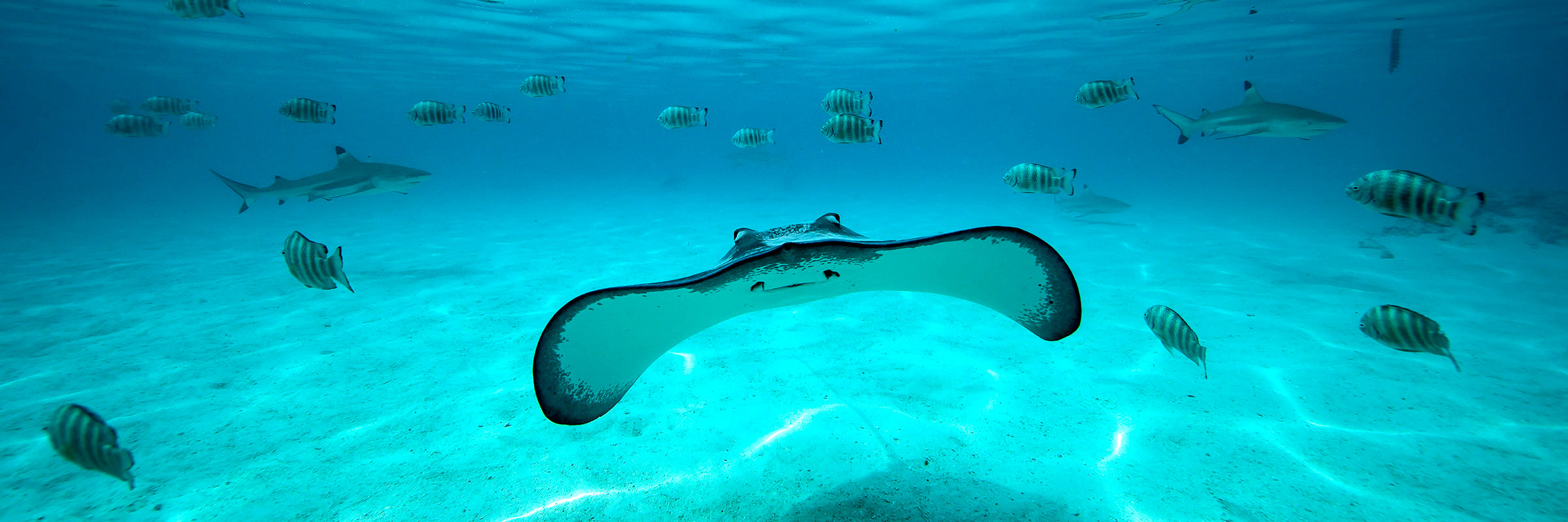 Stingray gliding over the ocean floor underwater marine life photography by Sean Scott